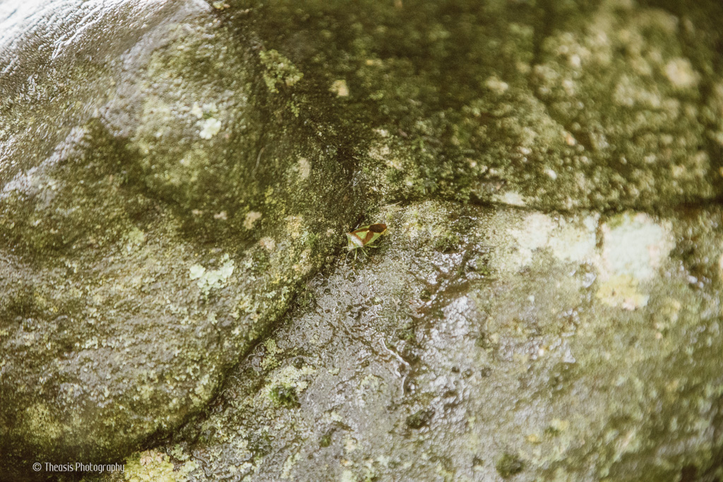 Shield bug doing its best to blend in to the stone.