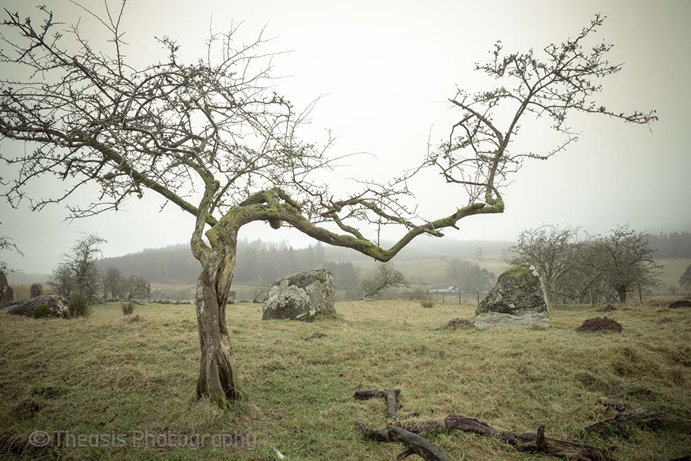 The atmosphere of the site is helped by some wonderfully twisty hawthorn trees.