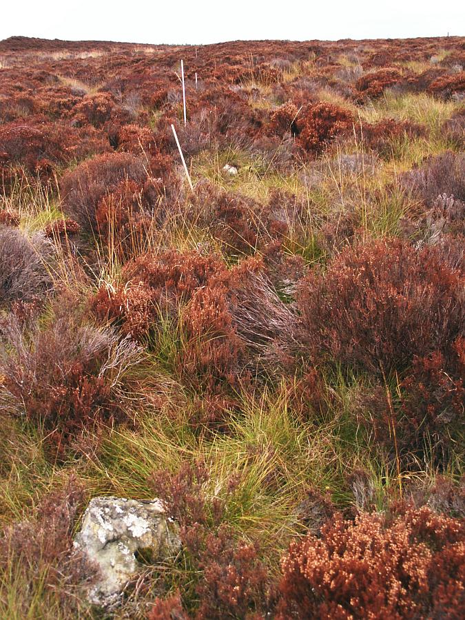 A second row.  A relatively large(!) part of one stone is visible at the bottom left of the image.  Thin white stakes can be seen protruding through the heather into the distance.  These mark the locations of other stones in this row.