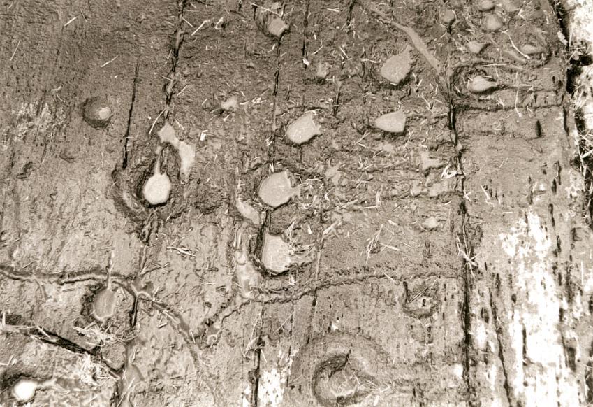 Detail of partial rings and gulleys around some of the cup marks.