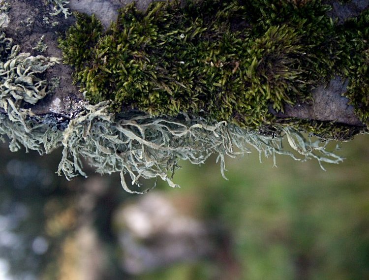 Lichen and moss on the tallest stone.