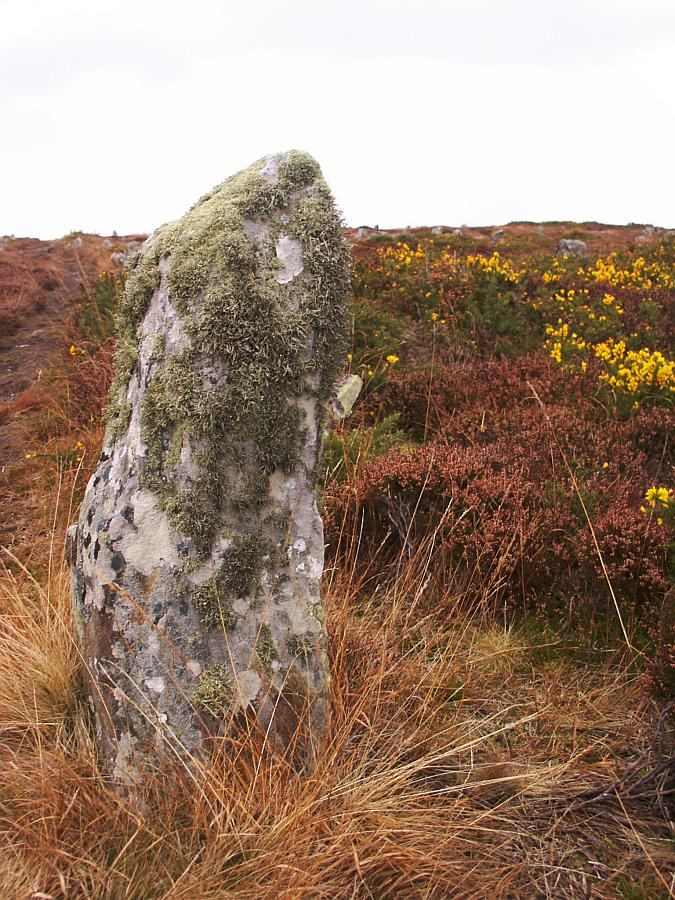 One of the tallest stones, a little under a metre tall, at the southern edge of the rows.