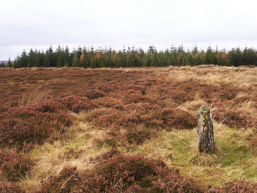 Looking southwest.  The third stone is directly behind this stone near the treeline but cannot be seen in the grass and heather from here.