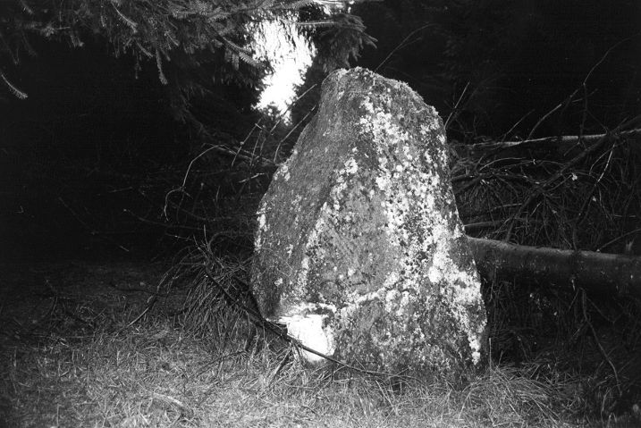 The five-foot megalith - still standing despite being clobbered by several falling trees.