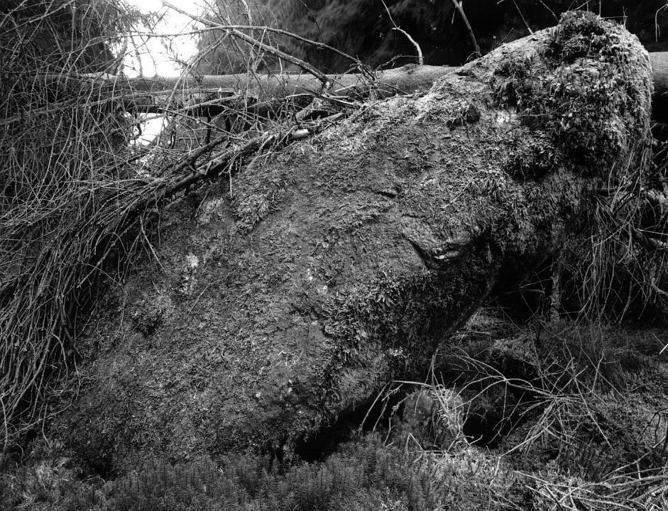 The north face of the northern stone.  Old records indicate that it was leaning like this before the trees fell on it.  Indeed, it was recorded as leaning badly in 1957 before the forest was planted.